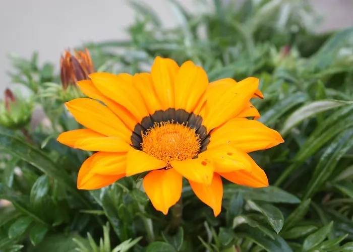 Boutique Apartments Mirela Novigrad Istria