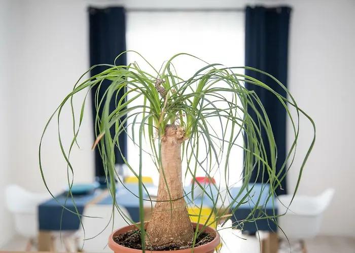 Apartments Tamburini Rovigno che accetta animali